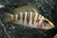 Gold Altolamprologus Comprecissep Cichlid