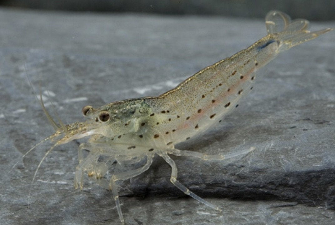 Amano Shrimp · - Main Image