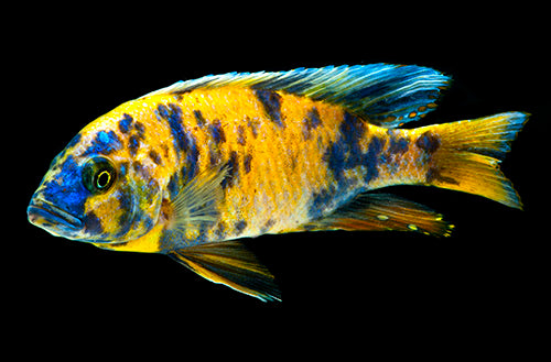 Orange Blotched Peacock Cichlid - Med