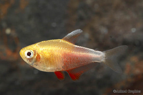 Orange Von Rio Tetra