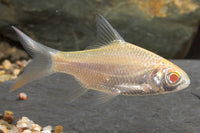 Golden Tinfoil Barb