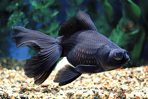 Black Moor Goldfish 3"- 4"