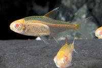 Albino Glowlite Tetra