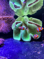 Metallic Green Carpet Anemone