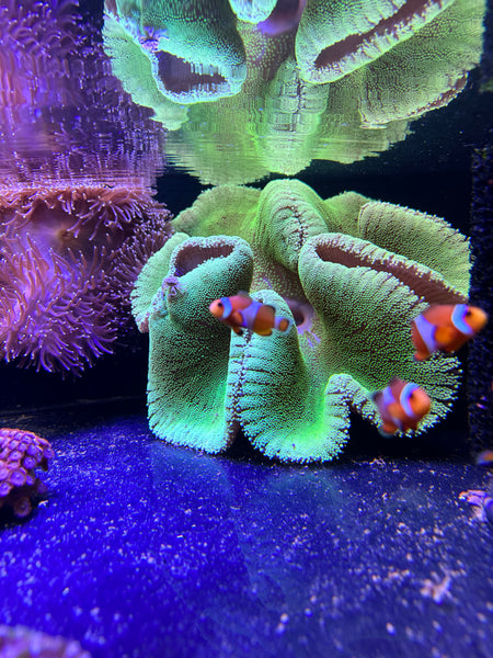 Metallic Green Carpet Anemone
