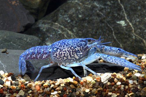 Electric Blue Crawfish