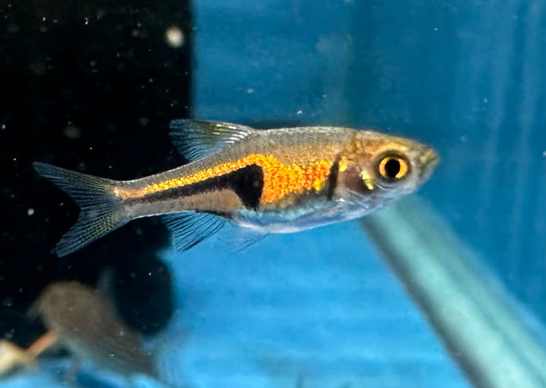 Espe's Rasbora