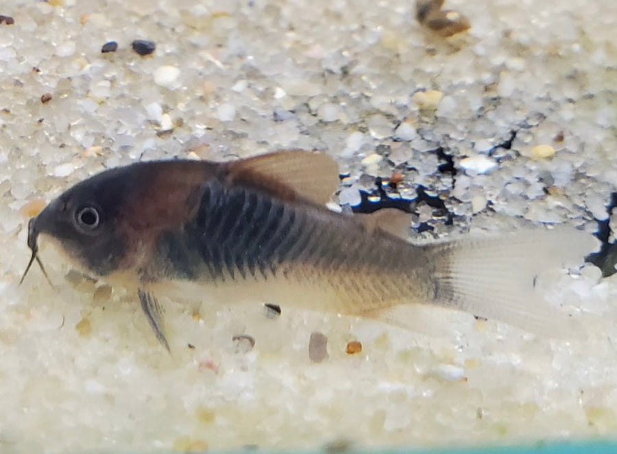 Red Venezuelan Corydoras
