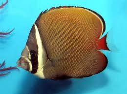 Pakistan Butterflyfish