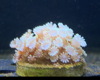 Alveopora Frag