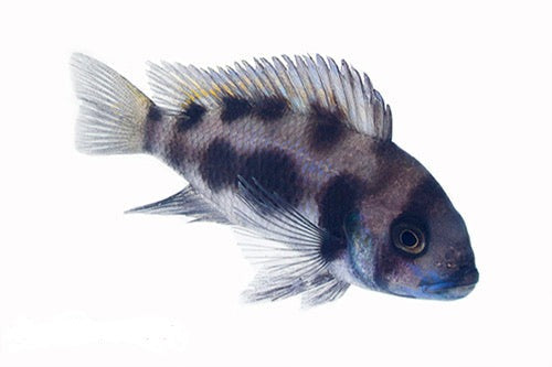 Black Widow Frontosa Cichlid