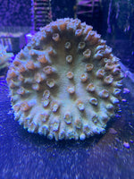 Pagoda Cup Coral