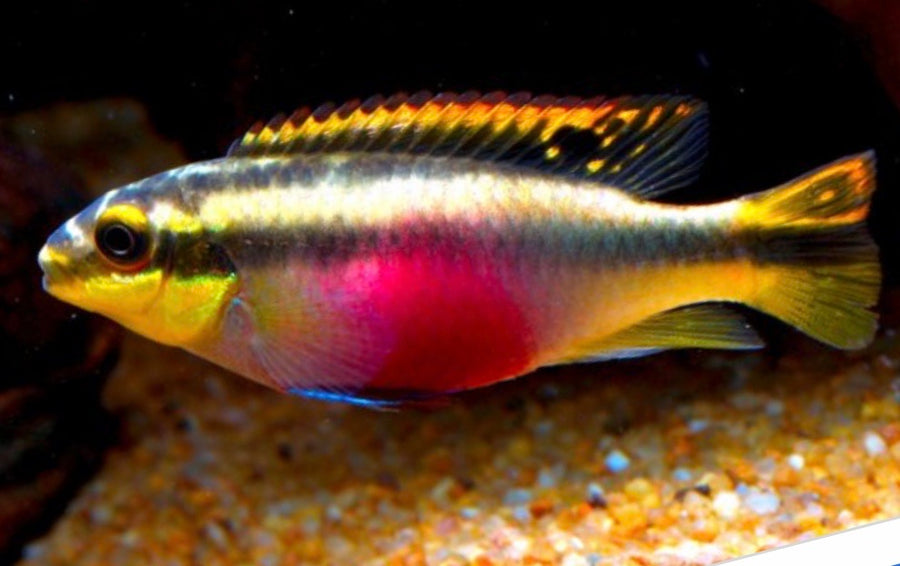 Kribensis Cichlid