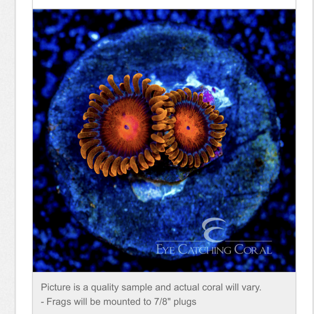ECC Bam Bam Zoanthid Frag