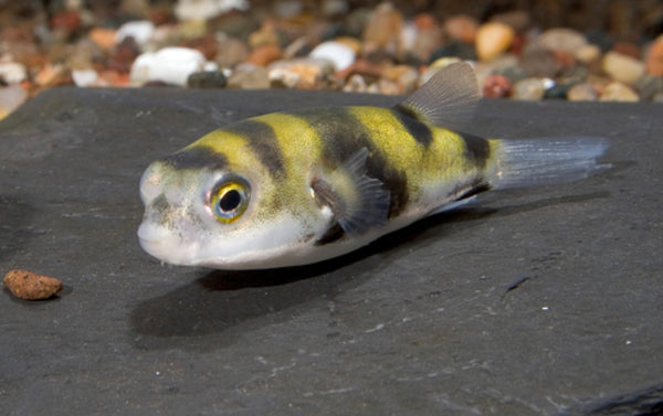 South American Puffer