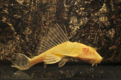 Albino Gibbiceps Pleco L165