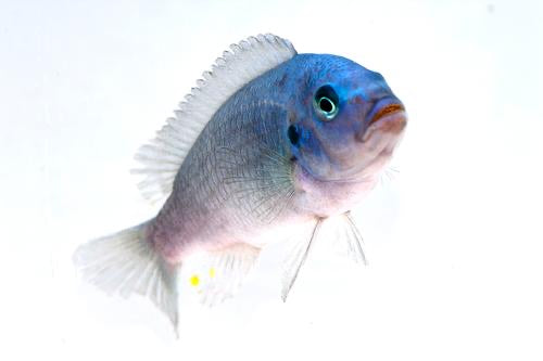 Cobalt Blue Zebra Cichlid