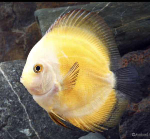 Yellow Marlboro Discus