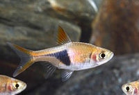 Harlequin Rasbora