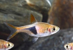 Harlequin Rasbora