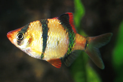 Tiger Barb