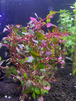 Red Ludwigia "Rubin"  Plant Bunched