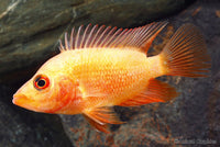 Red Devil Cichlid