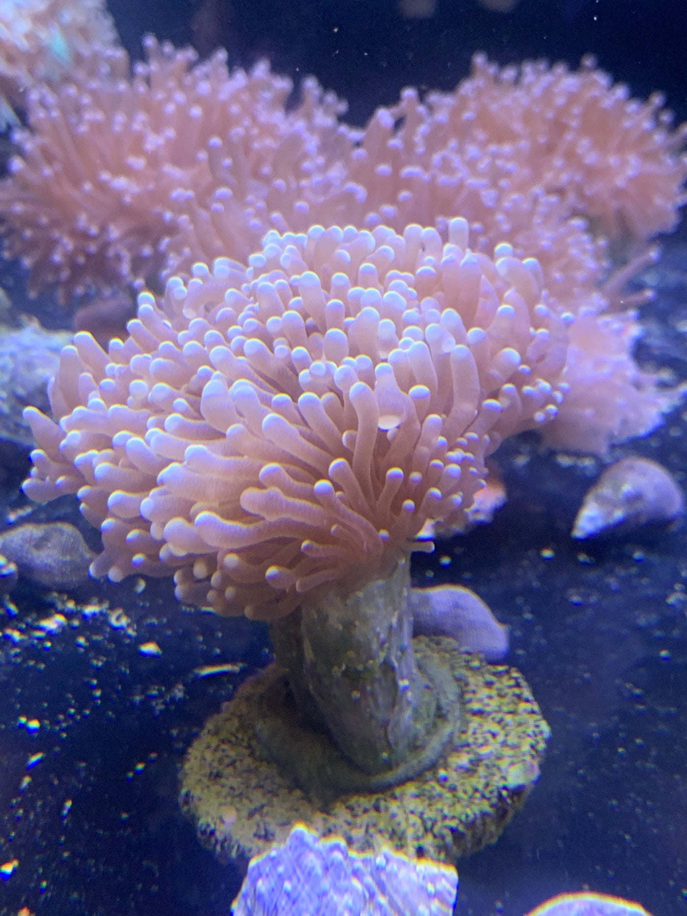 ORA Torch Aquacultured Micronesian Coral