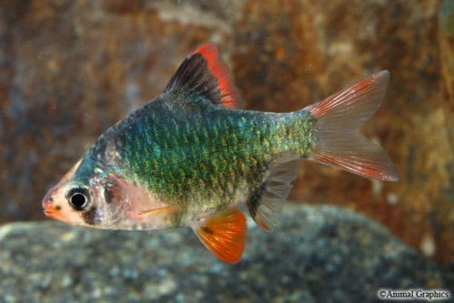 Green Tiger Barb