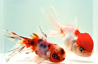 Assorted Oranda Goldfish