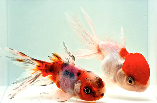 Assorted Oranda Goldfish