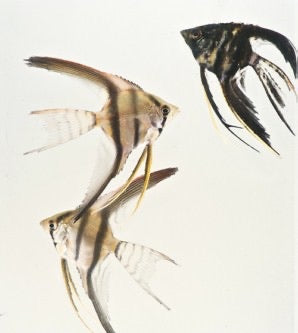 Assorted Veil Angelfish 3"
