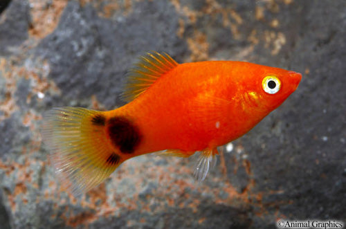 Red Crescent Platy