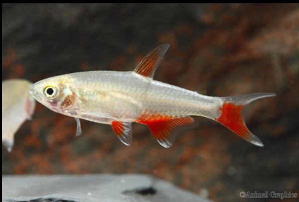 Bloodfin Tetra