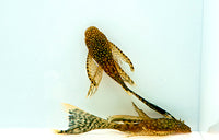 Longfin Bristlenose