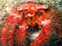 Red Hairy Hermit Crab
