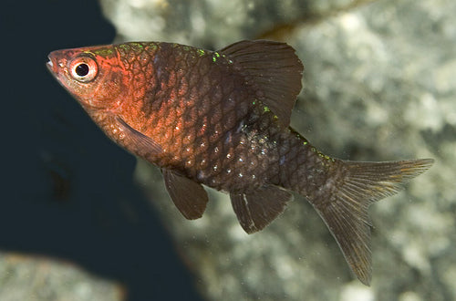 Black Ruby Barb