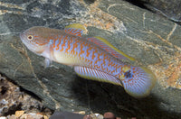 Peacock Gudgeon