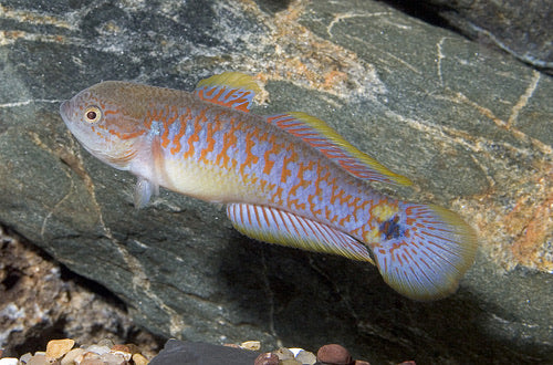 Peacock Gudgeon