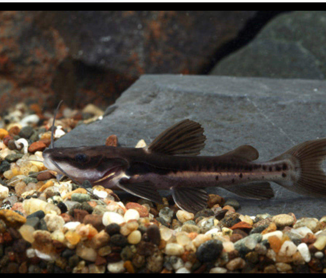 Red Tail shovelnose Catfish (Special Order)