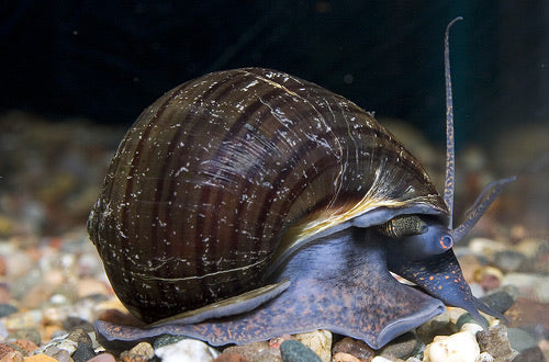 Blue Mystery Snail