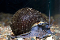 Black Mystery Snail