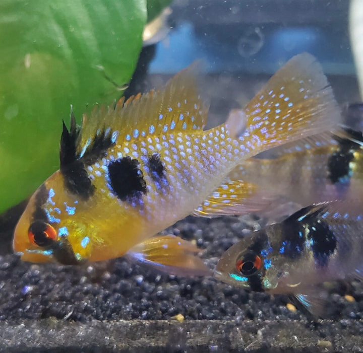 German Blue Ram