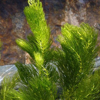 Hornwort Bunch