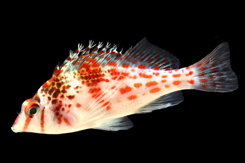 Falco Hawkfish