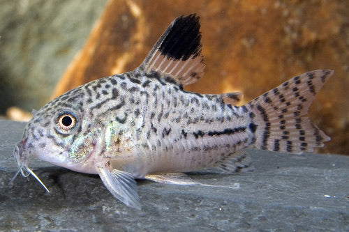 Julii Corydoras