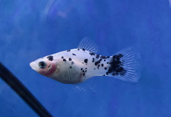 Salt & Pepper Platy