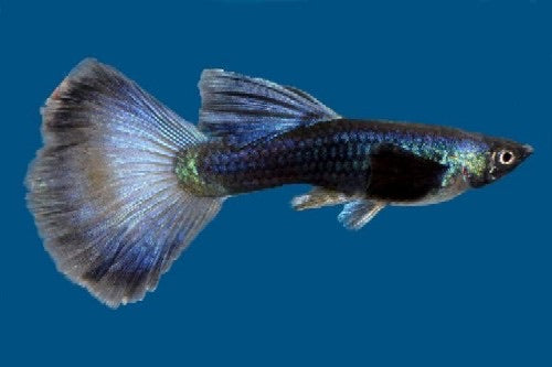 Blue Moscow Delta Guppy Male
