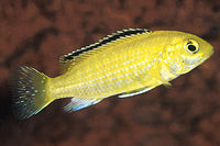 Lemon Yellow Labido Caeruleus Cichlid