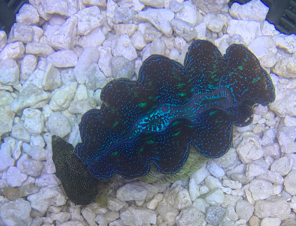 ORA First Grade Crocea Clam 1.5"